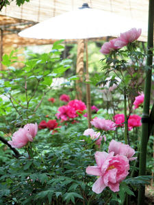 20110501_623shuusei.jpg