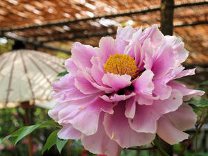 20110501_634shuusei.jpg
