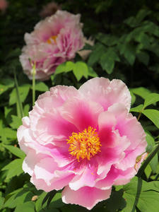 20110501_649shuusei.jpg