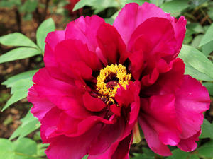 20110501_651shuusei.jpg