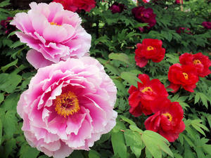 20110501_695shuusei.jpg