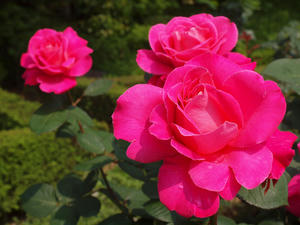 20110529_1254shuusei.jpg