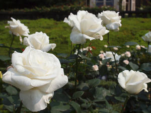 20110529_1266shuusei.jpg