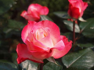 20110529_1268shuusei.jpg