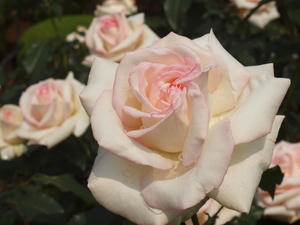 20110529_1273shuusei.jpg