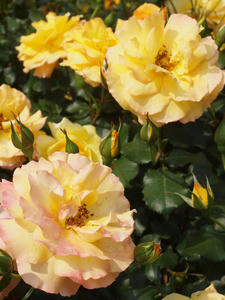 20110529_1286shuusei.jpg