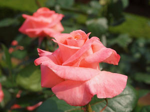 20110529_1295shuusei.jpg