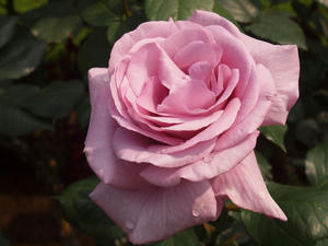 20110529_1303shuusei.jpg