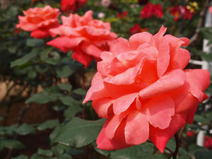 20110529_1305shuusei.jpg