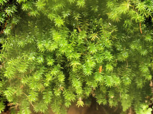 20110614_199shuusei.jpg