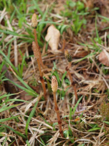 20110614_262shuusei.jpg