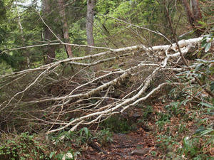 20110614_295shuusei.jpg