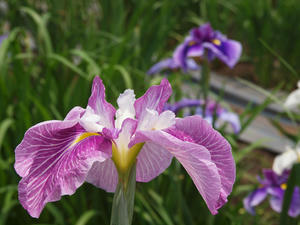 P6148051shuusei.jpg