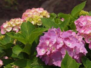 P6148036shuusei.jpg