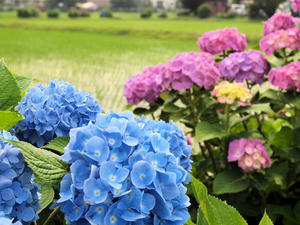 P6148092shuusei.jpg