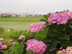 P6148099shuusei.jpg