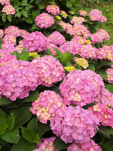 P6148100shuusei.jpg