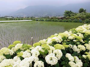 P6148112shuusei.jpg