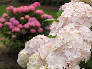 P6148118shuusei.jpg