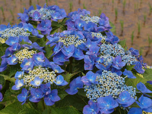 P6148120shuusei.jpg