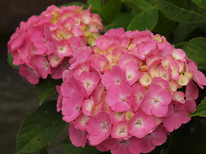 P6148123shuusei.jpg