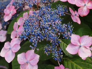 P6148129shuusei.jpg