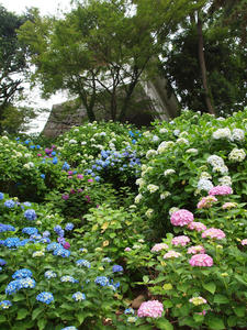 P6148146shuusei.jpg