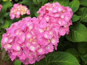 P6148148shuusei.jpg