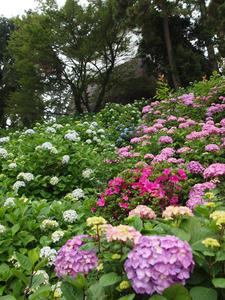 P6148150shuusei.jpg