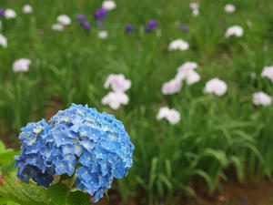 P6148154shuusei.jpg