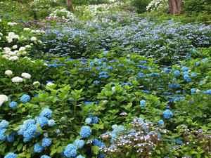 P6148157shuusei.jpg