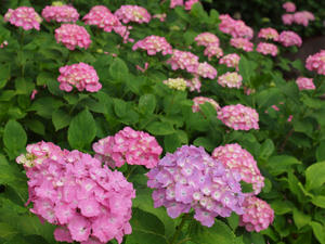P6148161shuusei.jpg
