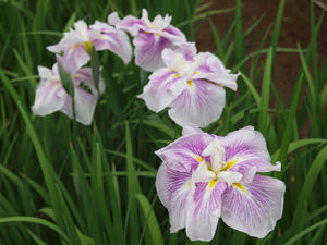 P6148168shuusei.jpg