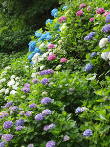 P6158320shuusei.jpg
