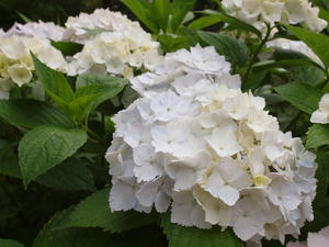 P6158370shuusei.jpg