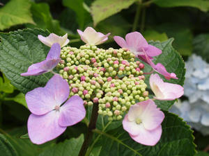 P6158383shuusei.jpg