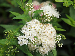 P6158400shuusei.jpg