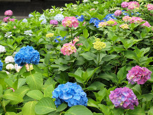 P6158422shuusei.jpg