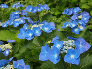 P6158446shuusei.jpg