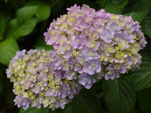 P6158465shuusei.jpg