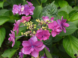 P6158477shuusei.jpg