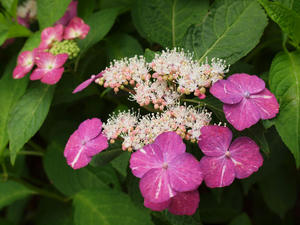 P6158484shuusei.jpg