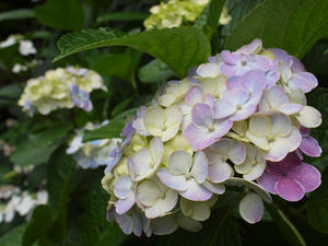 P6158486shuusei.jpg