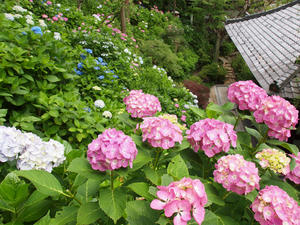 P6158511shuusei.jpg
