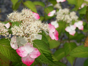P6158609shuusei.jpg