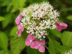 P6158624shuusei.jpg