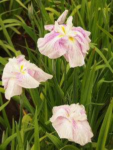 P6158707shuusei.jpg