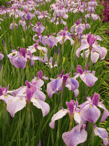 P6158711shuusei.jpg