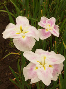 P6158731shuusei.jpg