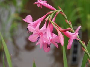 P6158762shuusei.jpg